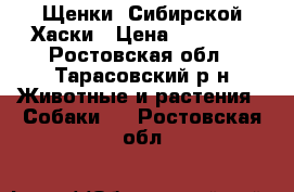 Щенки  Сибирской Хаски › Цена ­ 13 000 - Ростовская обл., Тарасовский р-н Животные и растения » Собаки   . Ростовская обл.